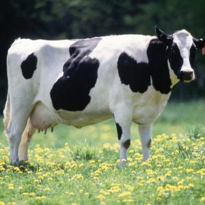 Cow