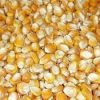 Premium Grade AAA Corn