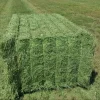 Alfalfa Hay For Animal Consumption